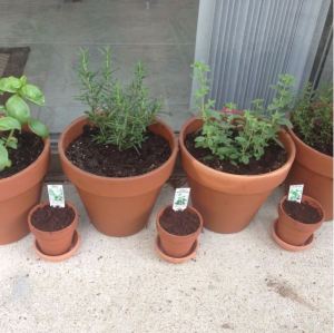 First Herb Pot Garden